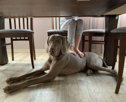 The Weimaraner is a hound of aristocratic beauty and athletic build.