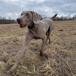 This dog is often called the “Silver Ghost”. She received such a name due to her col ...
