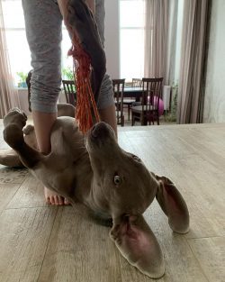Many modern dog handlers, recognizing that the breed was bred in the vicinity of Weimar, believe ...
