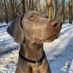 According to unconfirmed reports, the initiator of the creation of the Weimaraner breed was the  ...