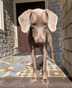 For a long time, the Weimaraner was considered a gray variety of the German Shorthaired Pointing ...
