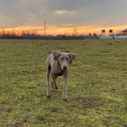 As a separate breed, the Weimaraner began to form at the beginning of the 19th century.