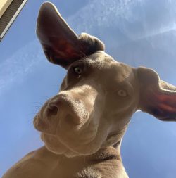 Among the possible progenitors of the Weimaraner are the hounds of St. Hubert’s dogs, bred ...