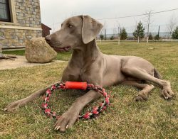 By the end of the XIV century, gray hounds became very popular among the French nobility, as the ...