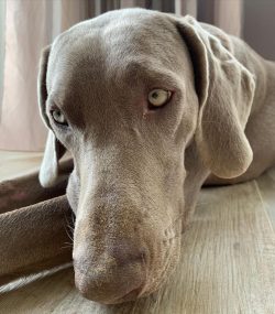 By the end of the XIV century, gray hounds became very popular among the French nobility, as the ...