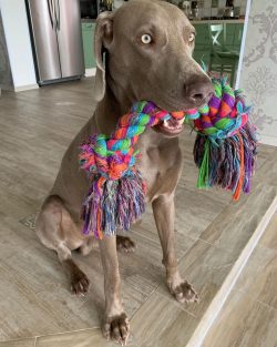  It is possible that the Weimaraner was donated to Louis by one of the Asian rulers with whom th ...
