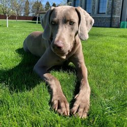 In medieval literary sources, there are references to the fact that the Weimaraner was from Tart ...