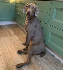 The Weimaraner belongs to the group of heirs of European (or continental) marriages – shor ...