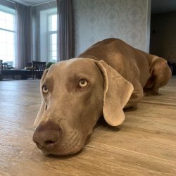 The Weimaraner aristocratic dog supposedly traces its pedigree back to the Middle Ages, although ...