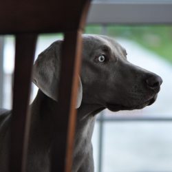 The Weimaraner, or Weimar Pointing Dog, is a very rare representative in the cohort of hunting dogs.