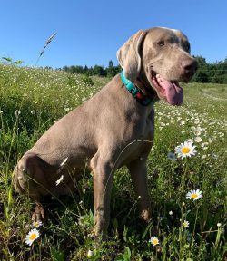 Weimaraner easily forgets about his hunting mission, transforming into an affectionate, gentle f ...