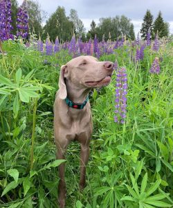 Weimaraner has great looks. This elegant dog with refined forms seemed to jump from the painting ...