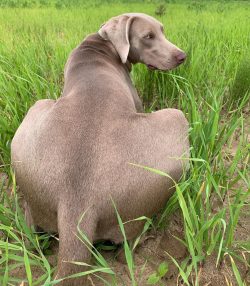 At an exhibition in Berlin in 1880, these dogs were classified as mestizos, without finding dist ...