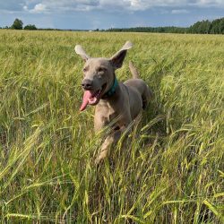 In 1897, the German Weimaraner Hunting Club was founded and for a long time this breed was a kin ...