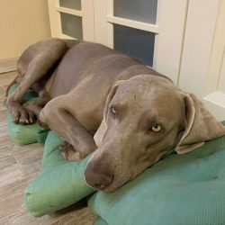 In the 20s of the last century, interest in gray hounds from the Old World arose in the United S ...