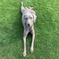 In the 1950s, Weimaraners gained incredible popularity overseas, becoming the pets of such famou ...