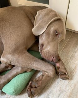  The massive, literally agiotage, fascination with elegant Weimaraners – both in the USA a ...