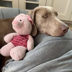 The Weimaraner is a rather large dog of athletic build, wiry, frankly muscular.