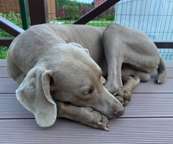 E Weimaraner small white markings on chest and toes are acceptable. The presence of other stains ...