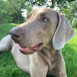 The standard allows three variations of the Weimaraner color: silver-gray, light gray, dark gray ...