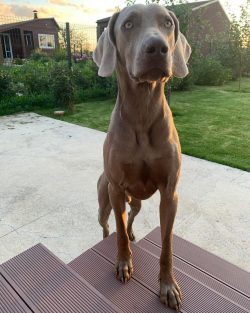 The Weimaraner is proportionally built, its back is wide, solid, strong, without bending. The wi ...