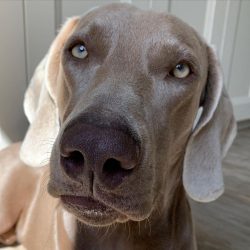 The length of the coat determines two breed varieties: short-haired and long-haired. The first i ...