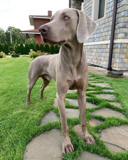 Weimaraners can have light shades, such as copper, which show a subtle brownishness. The hair on ...