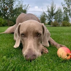 Weimaraners are energetic, cheerful, and friendly dogs.