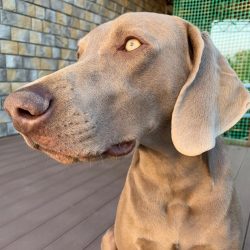  Weimaraners are selflessly devoted to the family in which they live and need constant contact w ...