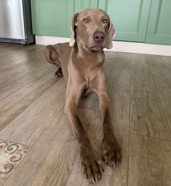 Given the Weimaraner’s tendency to dominate, the owner must be resilient and patient in ra ...
