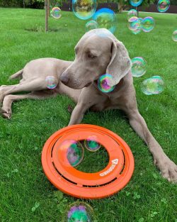  Weimaraners should not be kept in an aviary, like other hunting dogs, because this makes them s ...
