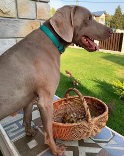 Weimaraners also endure loneliness in the home walls hard, and the company of another pet does n ...