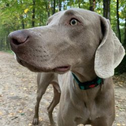  It is worth considering that a dog, left to itself for a long time, can panic, “smashR ...