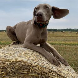 Weimaraners are hard to endure loneliness in the home walls. Worried, the Weimaraner begins to b ...