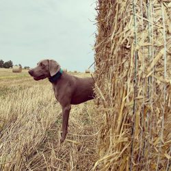 These pets love to walk on their heels, love to sit at their feet and conduct “conversatio ...