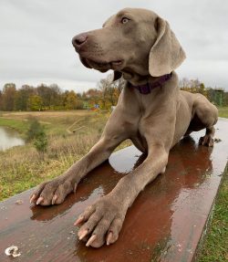 The Weimaraner is an extremely intelligent, attentive, and understanding dog.