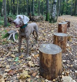  All small animals, as well as birds, awaken the Weimaraner indomitable hunting instinct, becomi ...