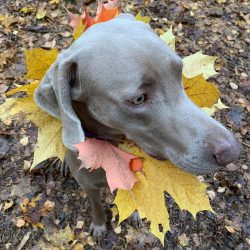  If this dog is still able to endure the master’s pet living with her in the same house, t ...