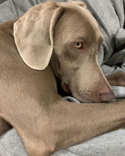 Weimaraners are friendly to their relatives, especially if they grew up next to them, but they r ...