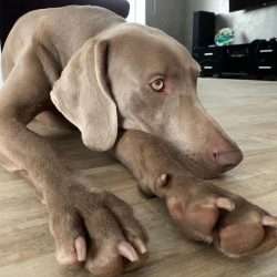 The Weimaraner is a fairly balanced dog. He treats strangers with caution but does not show aggr ...