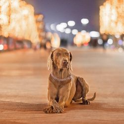 Teaching pet obedience is necessary from an early age, but if authoritarianism in upbringing is  ...