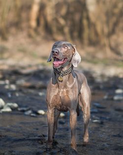 The brutality of the owner during training will lead to the fact that the dog will become distru ...