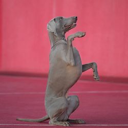 Treats and praise during training will encourage the Weimaraner to show his best qualities.
