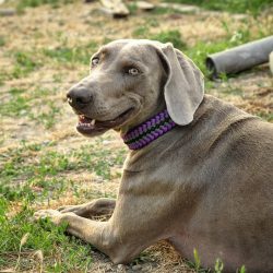Weimaraners are excellent eaters. Having eaten a portion from their dishes, they will certainly  ...