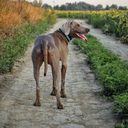 When raising a dog that was acquired for hunting, she needs to find a middle ground, since her i ...