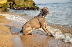 In the cold season, even though the short Weimaraner coat dries very quickly, it is better to re ...