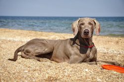 It is advisable to wipe the corners of the animal’s eyes and the area around them with a d ...