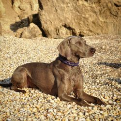 In frosty winter, pads and claws must be treated especially carefully so that anti-ice reagents  ...