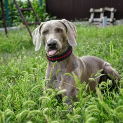 The frequency of clipping a dog’s claws depends on the conditions of its keeping. Some dog ...