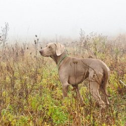 The Weimaraner should be bathed as needed, but not more often than once a month.